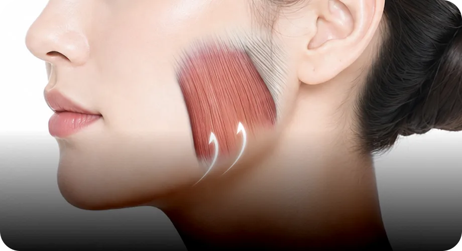 Masseter Muscle Relaxation